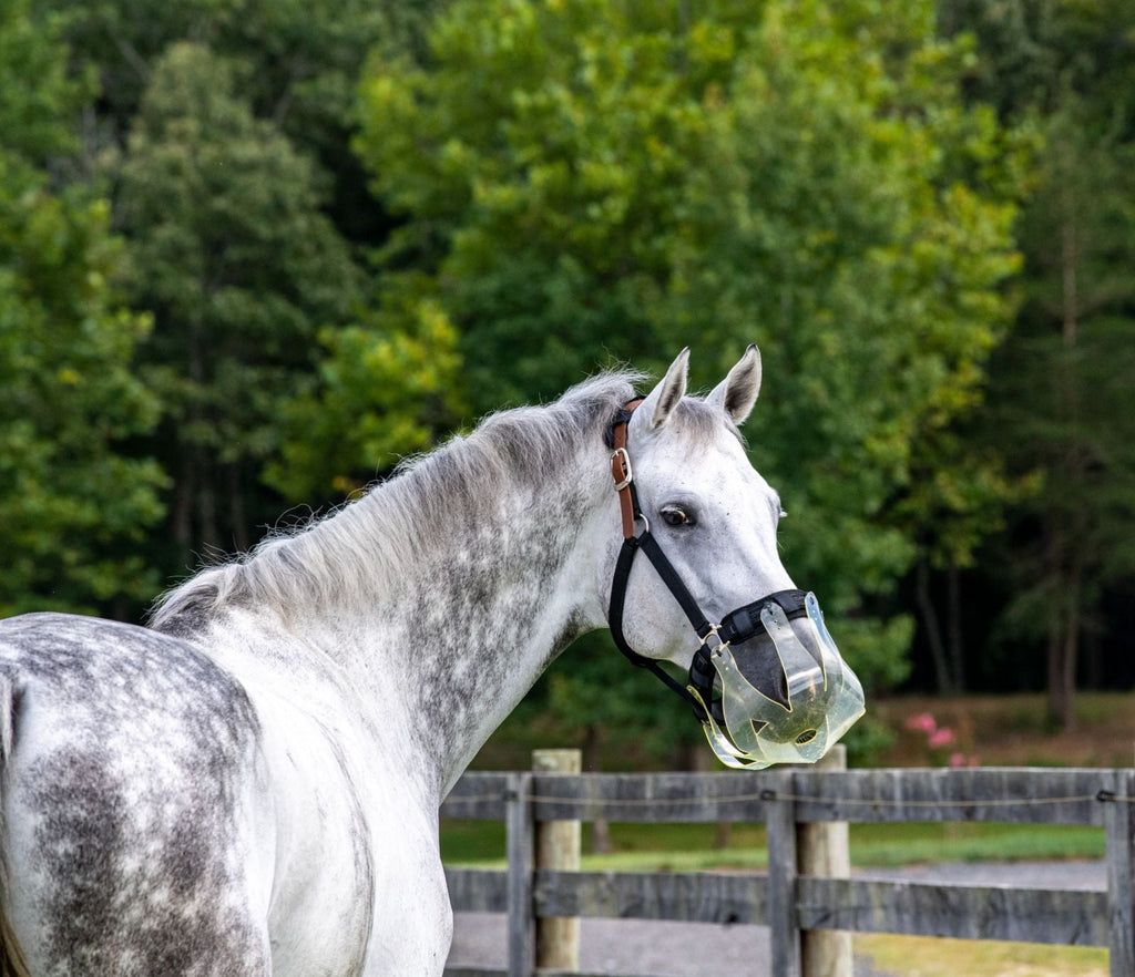 ThinLine Flexible filly grazing Muzzle