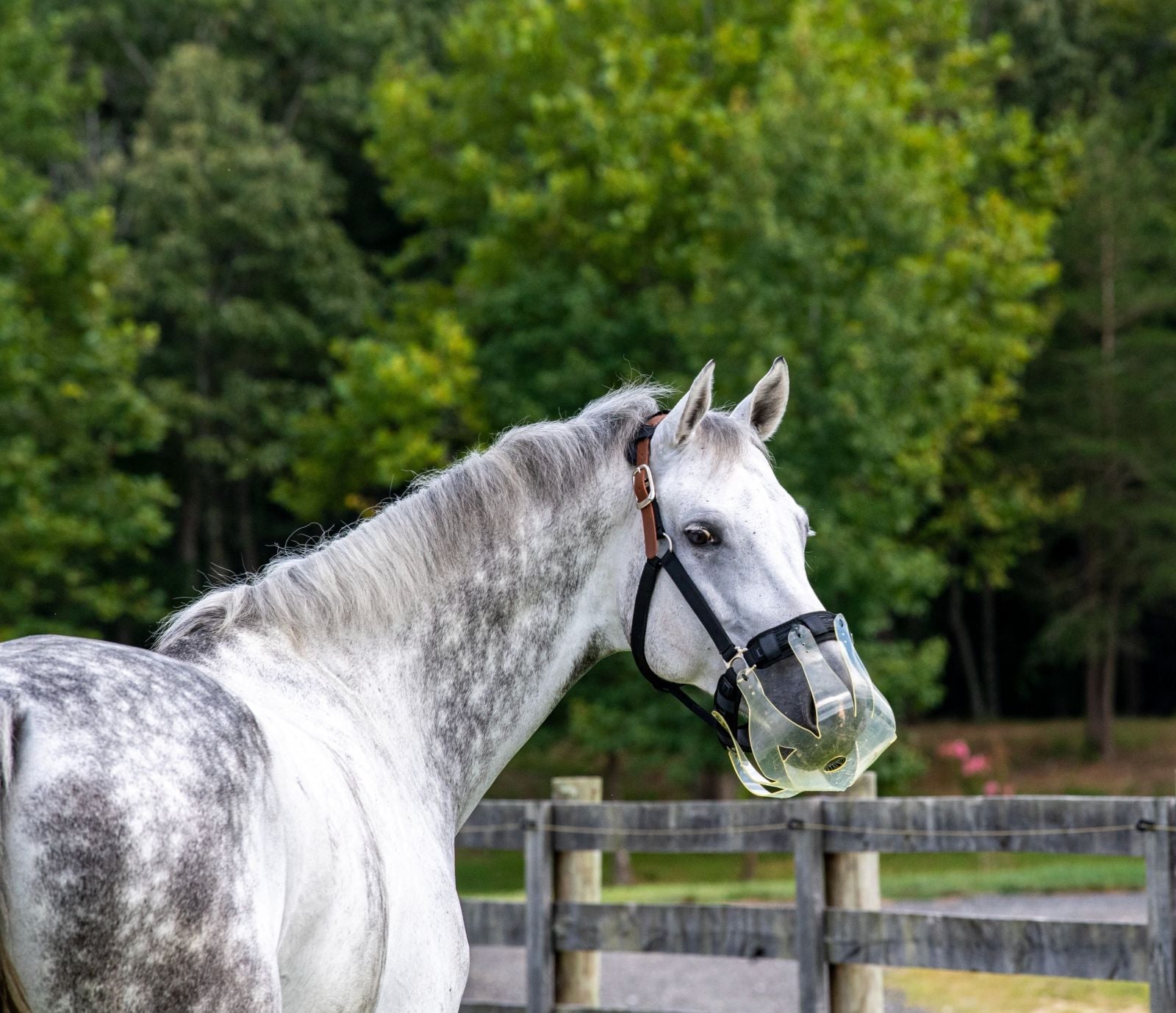 ThinLine Flexible filly grazing Muzzle
