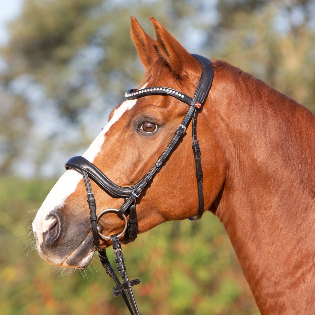 Kieffer ultrasoft Amy bridle