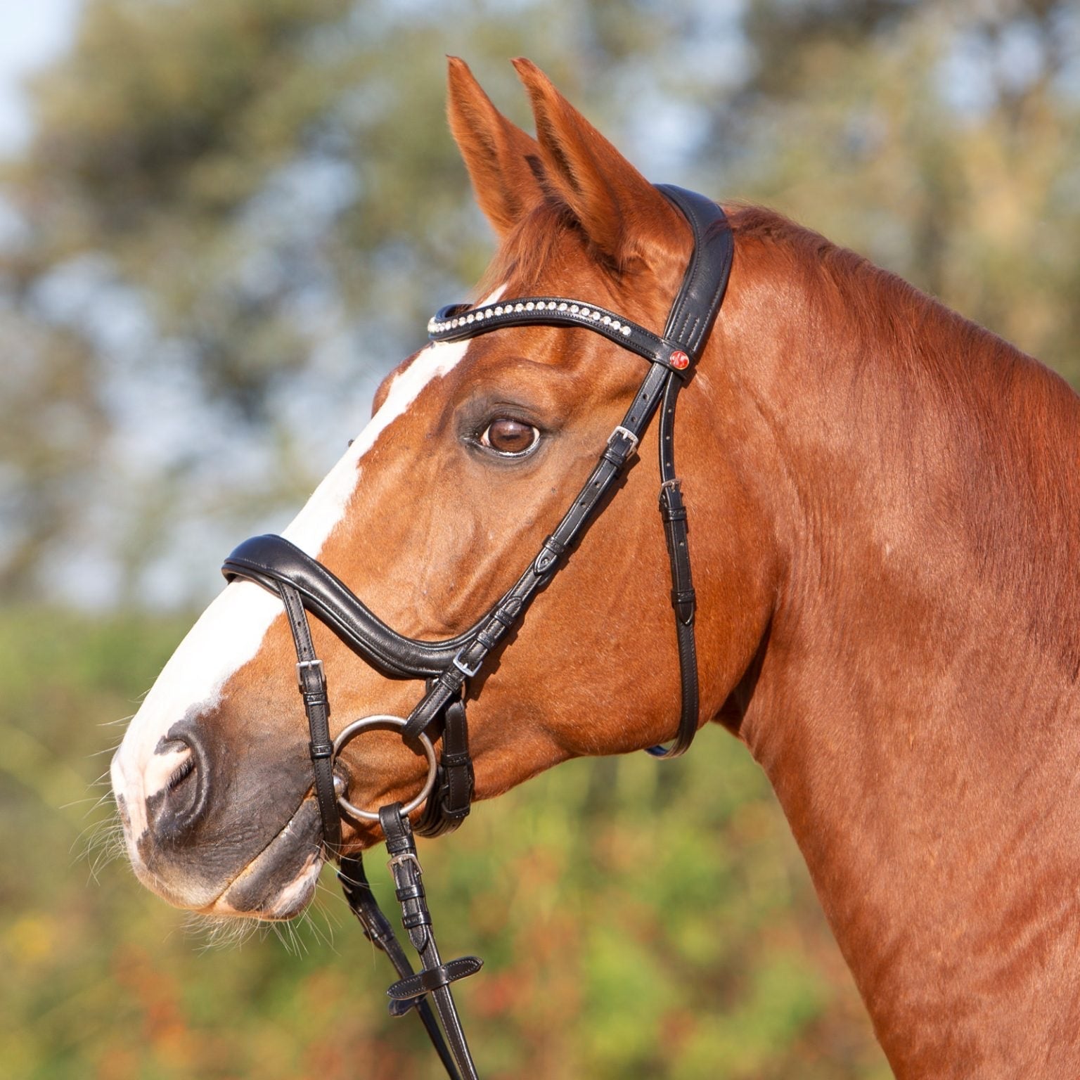 Kieffer ultrasoft Amy bridle