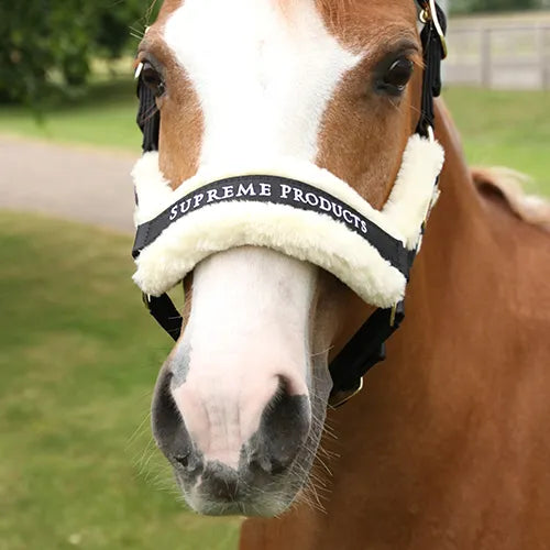 Supreme Products royal occasion head collar
