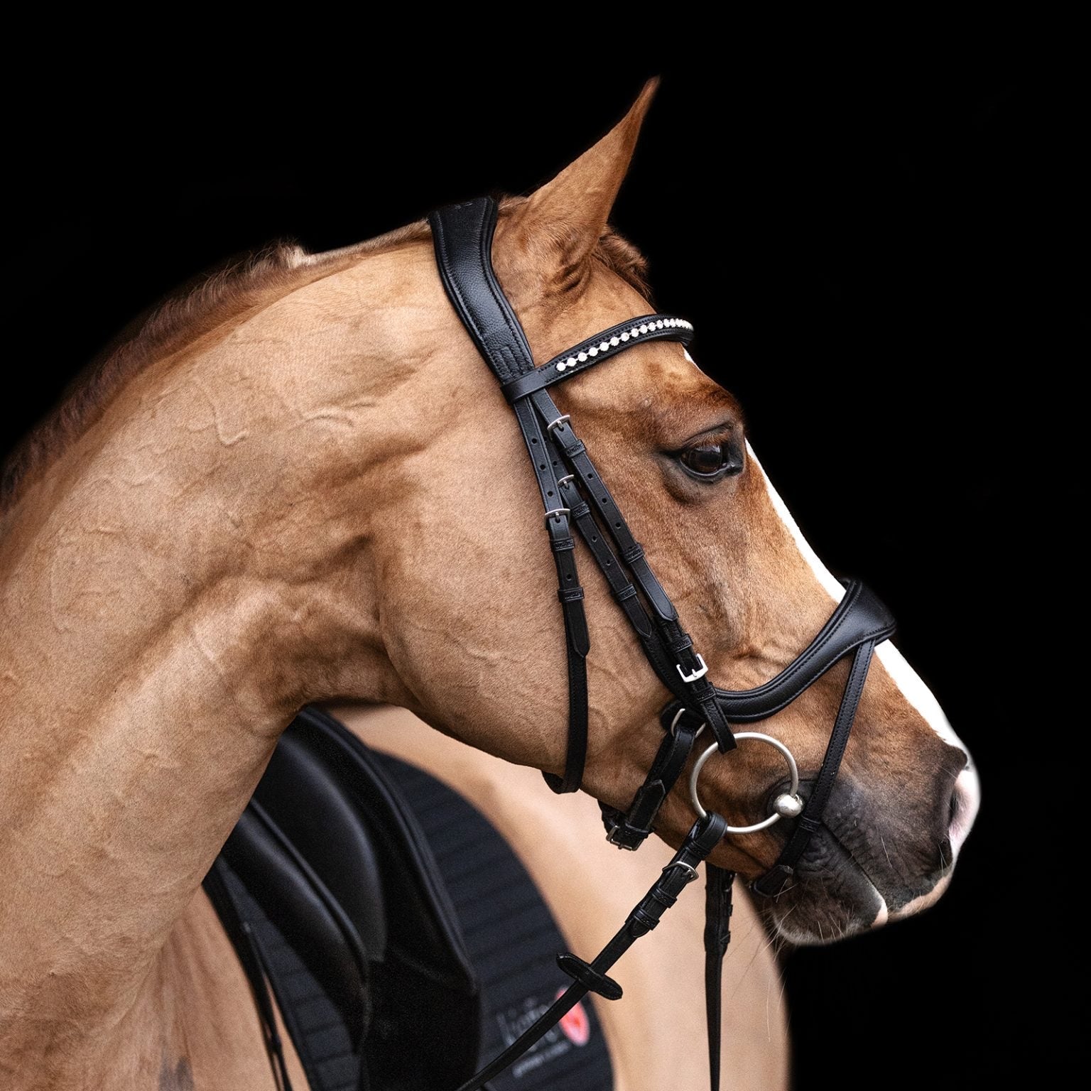 Kieffer ultrasoft Amy bridle