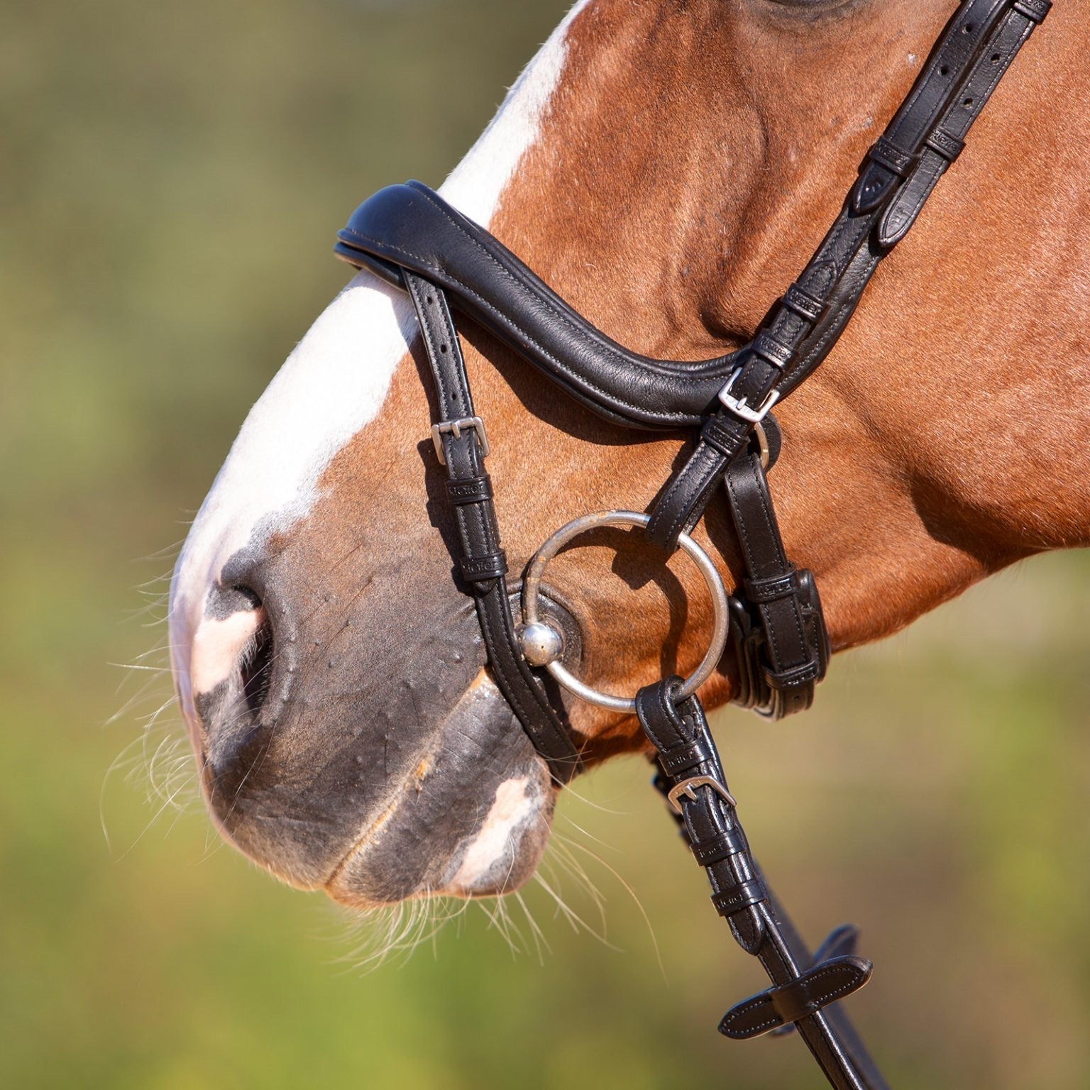 Kieffer ultrasoft Amy bridle