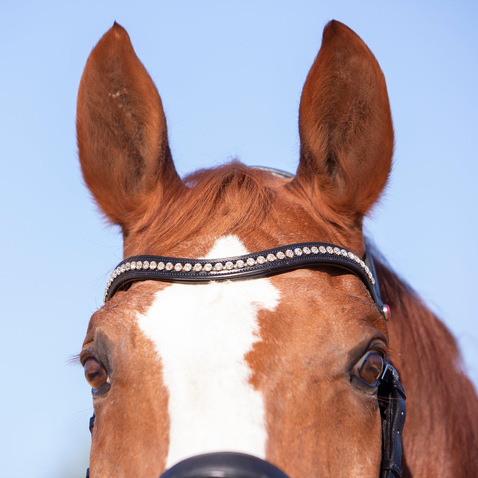 Kieffer ultrasoft Amy bridle