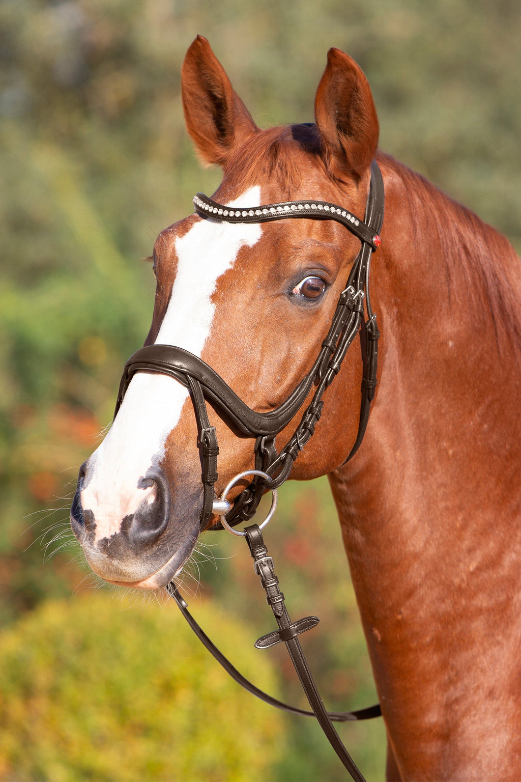 Kieffer ultrasoft Amy bridle