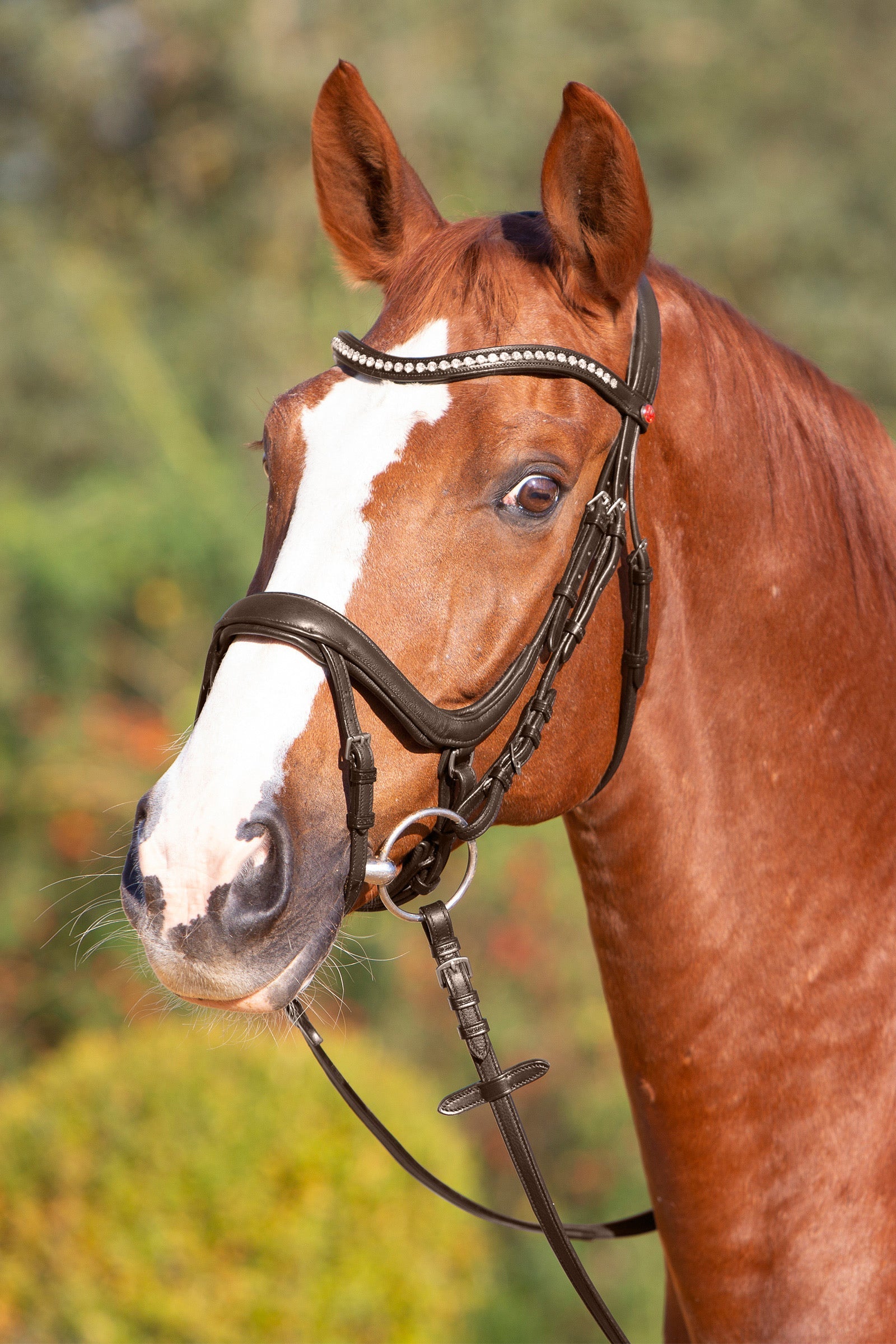 Kieffer ultrasoft Amy bridle