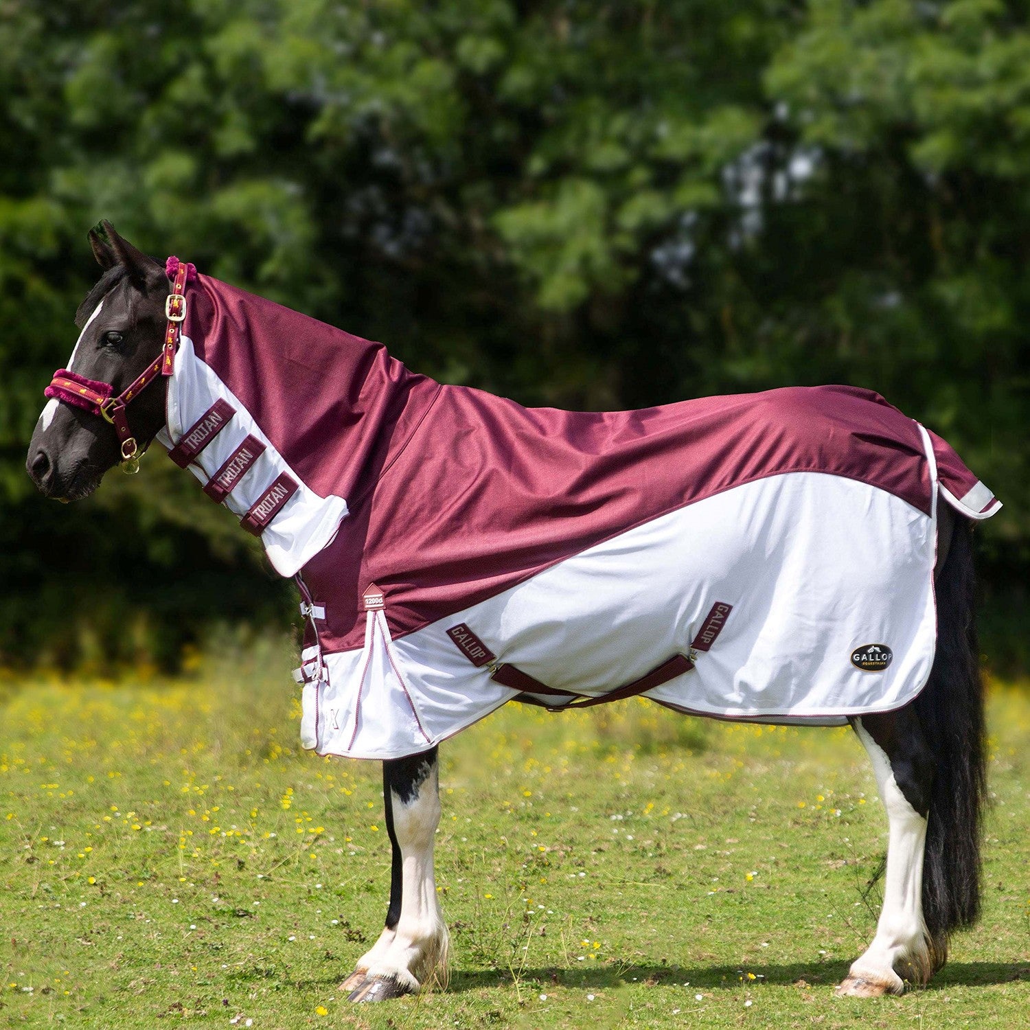 Horse wearing a maroon and white rug in a grassy field with trees in the background