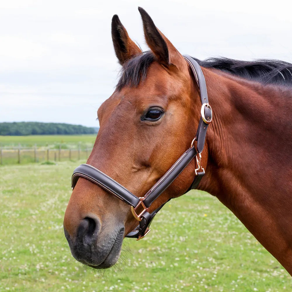 Hy Equestrian chromatic leather head collar