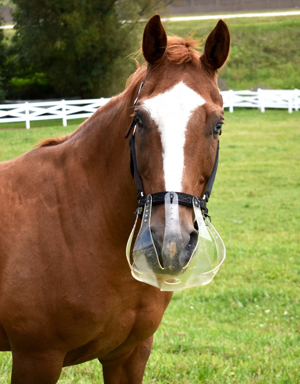 ThinLine Flexible filly grazing Muzzle