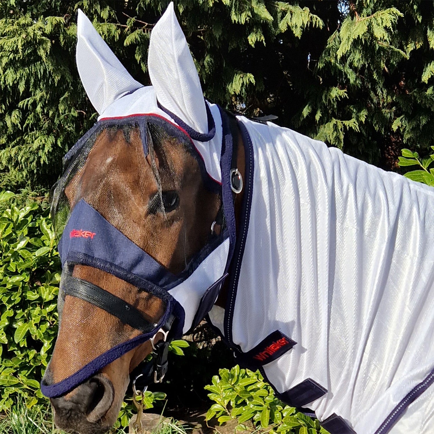 Whitaker rastrick fly mask