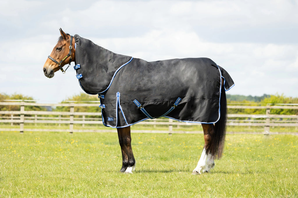 Horse wearing a black rug with blue straps in an outdoor setting