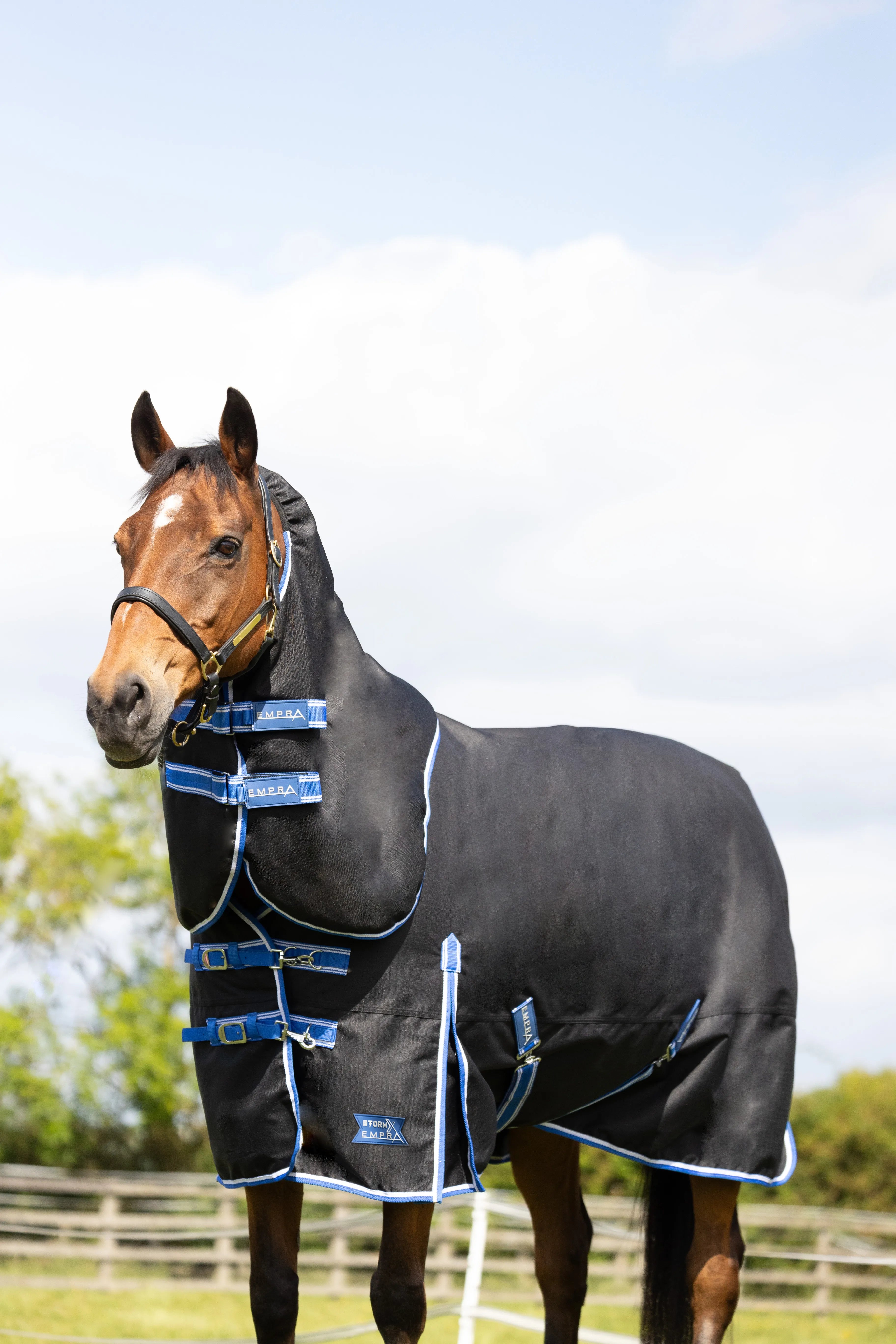 Horse wearing a black rug with blue straps in an outdoor setting