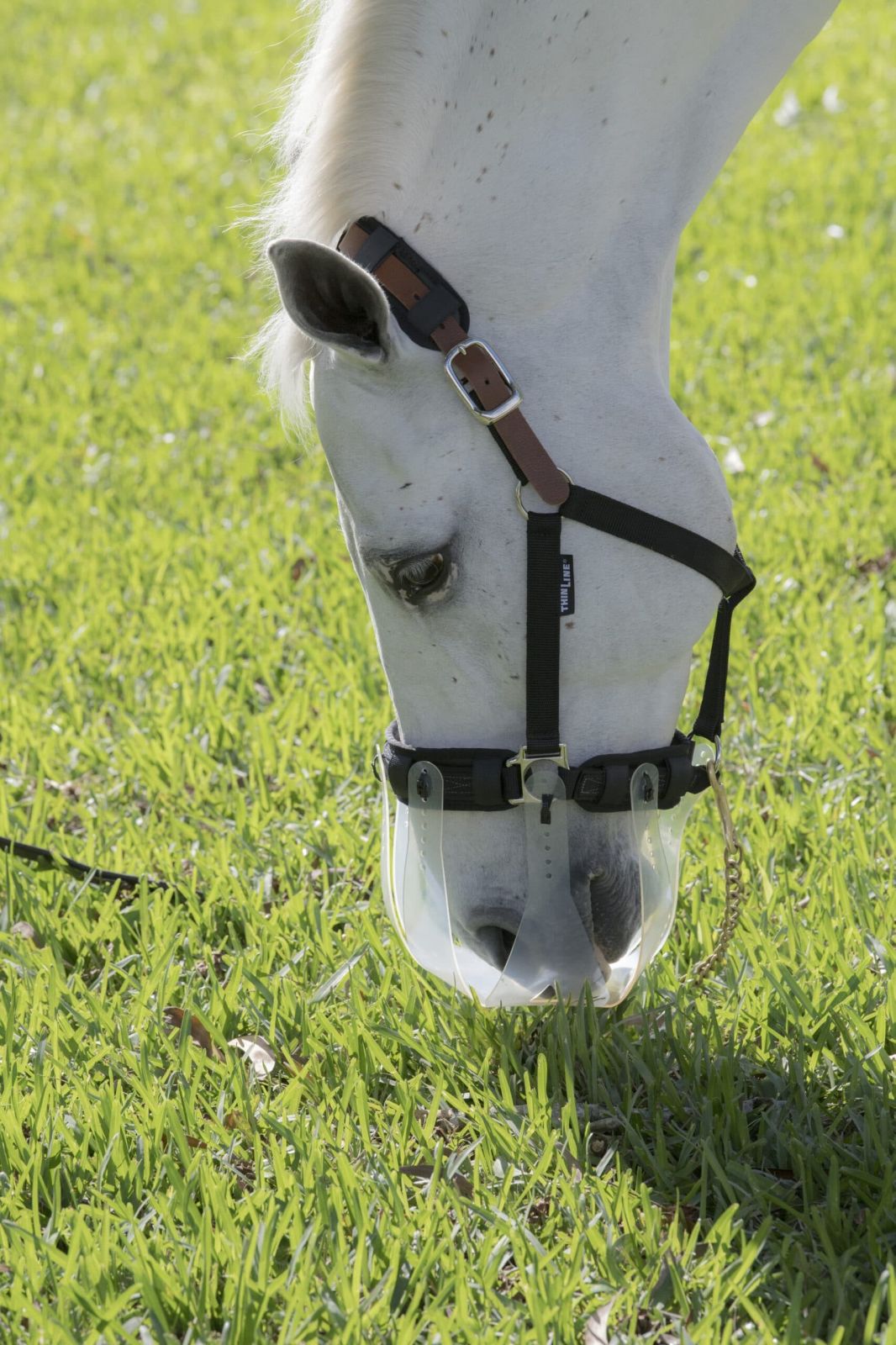 ThinLine breakaway field safe headcollar