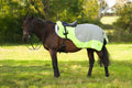 Horse wearing a reflective blanket in a grassy field