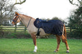 Black waterproof exercise sheet rug