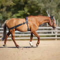 Equine Balance lunging strap training aid