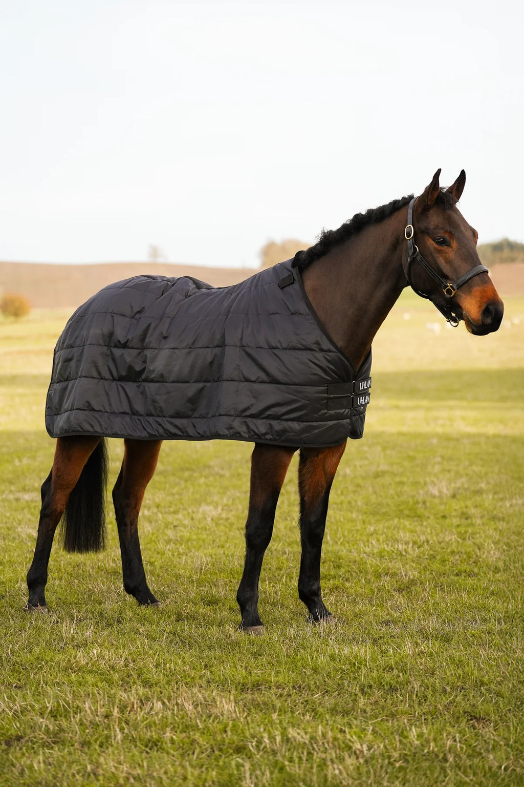 Uhlan Equestrian full view image horse is standing in the field with the liner rug on